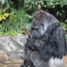 上野動物園　ゴリラ