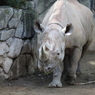 上野動物園　サイ