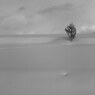 tree＆hole