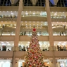 Lovers Christmas Tree with Yuming