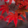 紅葉⑯伊吹の滝