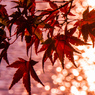 紅葉⑰三井池