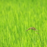 雑