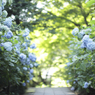 紫陽花