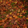 DSC00085