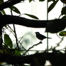 秘密の森の鳥
