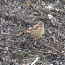 Meadow Bunting(ホオジロ), female