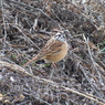 Meadow Bunting(ホオジロ), male