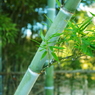緑竹