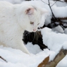 雪山探索中