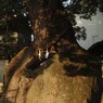 神宿る木