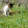 桃猫２