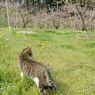 桃猫３
