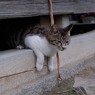 ノム
