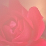薔薇 Fiona 優しく咲いて