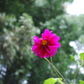 花の蜜にさそわれて