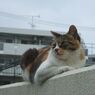 ねこ