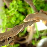 カナヘビ
