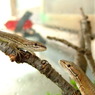 カナヘビ