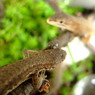 カナヘビ