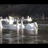 越辺川の白鳥2