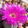 Gibbaeum petranse