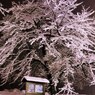 雪桜