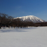 桜並木 - 岩手山