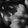 雪の華