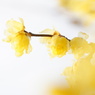 Yellow whisper.