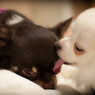 Cleaning　dogs