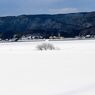 The tree which sinks in snow