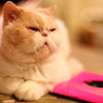 photo_2318702