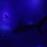 photo_2318725