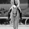 笠松競馬場・誘導馬