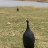 ホロホロ鳥