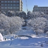 雪、 晴れになってきた