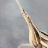 ショウリョウバッタにじり寄り