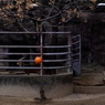 Nagoya ZOO #17