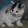 仔猫