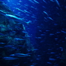 photo_2322487