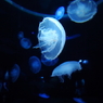photo_2322492