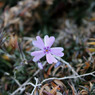 小さな花