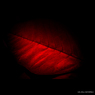 poinsettia