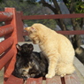 尾道猫22