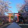 平野神社の桜