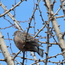 鳩ポッポ
