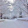 雪の銀杏の並木