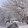 雪、桜の道