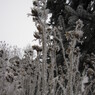 IMG_5174